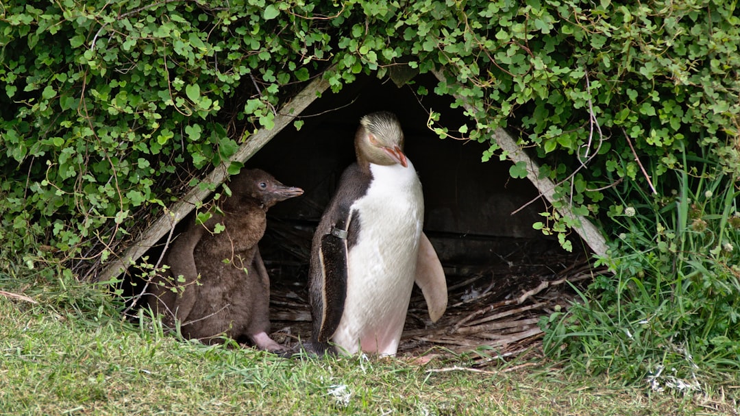 Пингвины в дикой природе. Желтоглазый Пингвин новая Зеландия. Пингвины в новой Зеландии. Гнездо пингвина. Животные новой Зеландии.