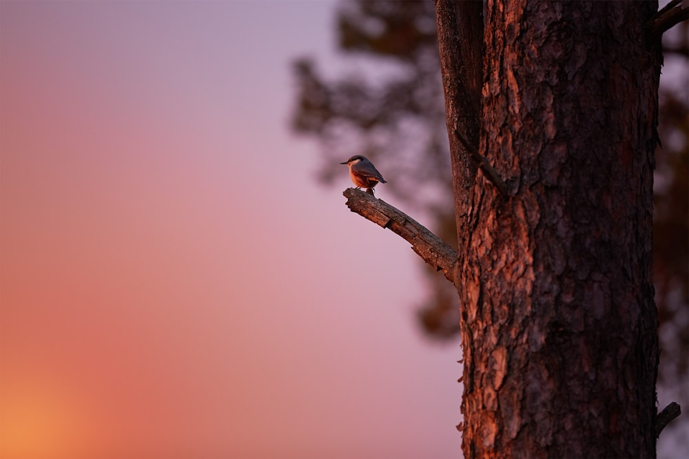 black bird perched on tree branch during golden hour