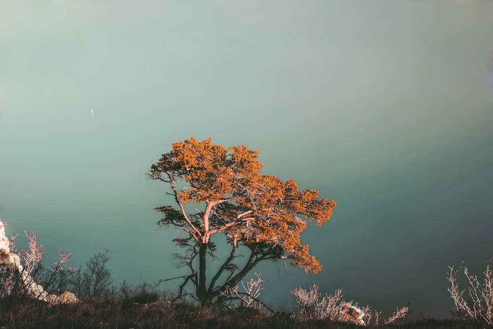 orange leaves tree