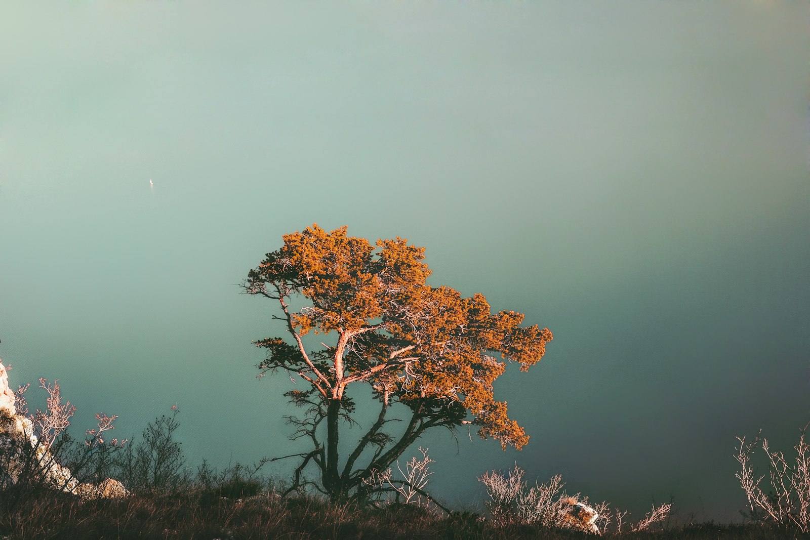 Fujifilm X-T10 + Fujifilm XF 27mm F2.8 sample photo. Orange leaves tree photography