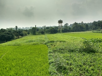 A farmer examining rain gauges in a lush green field under cloudy skies.