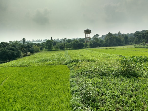 A farmer examining rain gauges in a lush green field under cloudy skies.