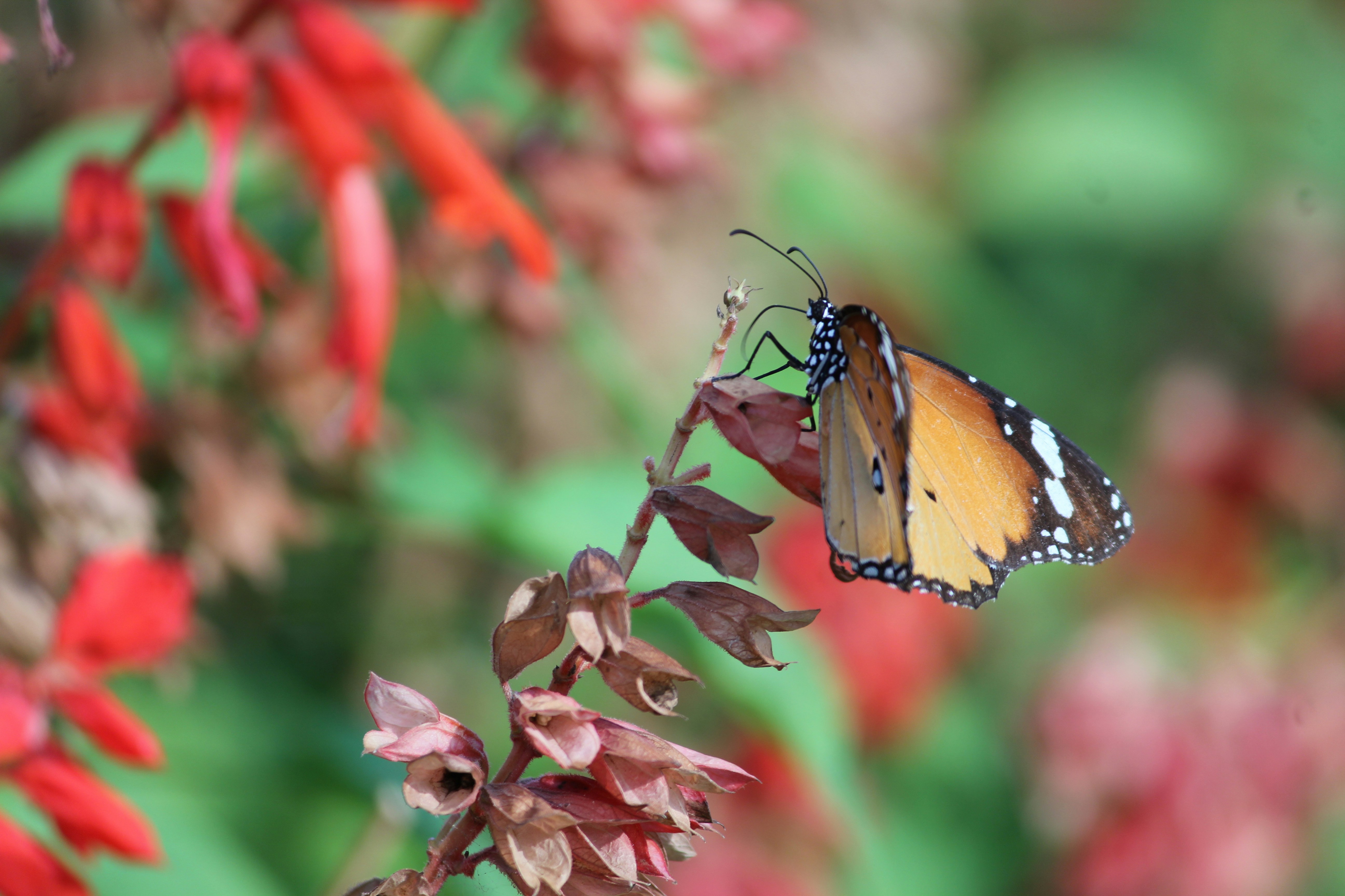 Free Unsplash photo from Nataraj Rao