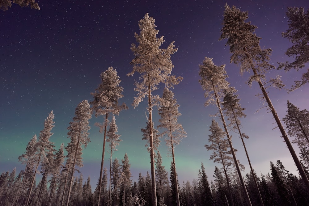 arbres de la forêt pendant la nuit