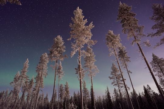 forest trees during night in Lapland Finland