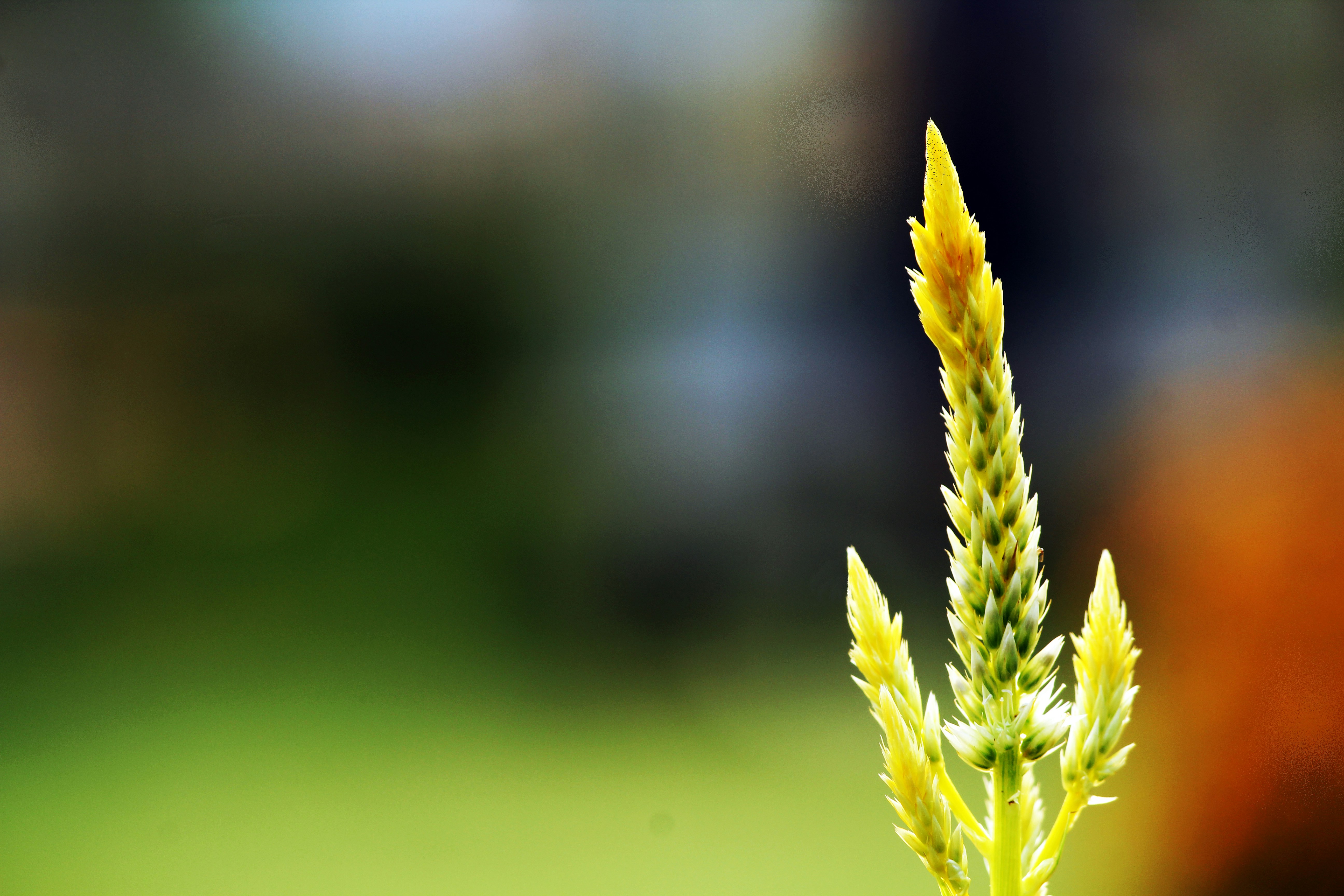 Free Unsplash photo from Nataraj Rao