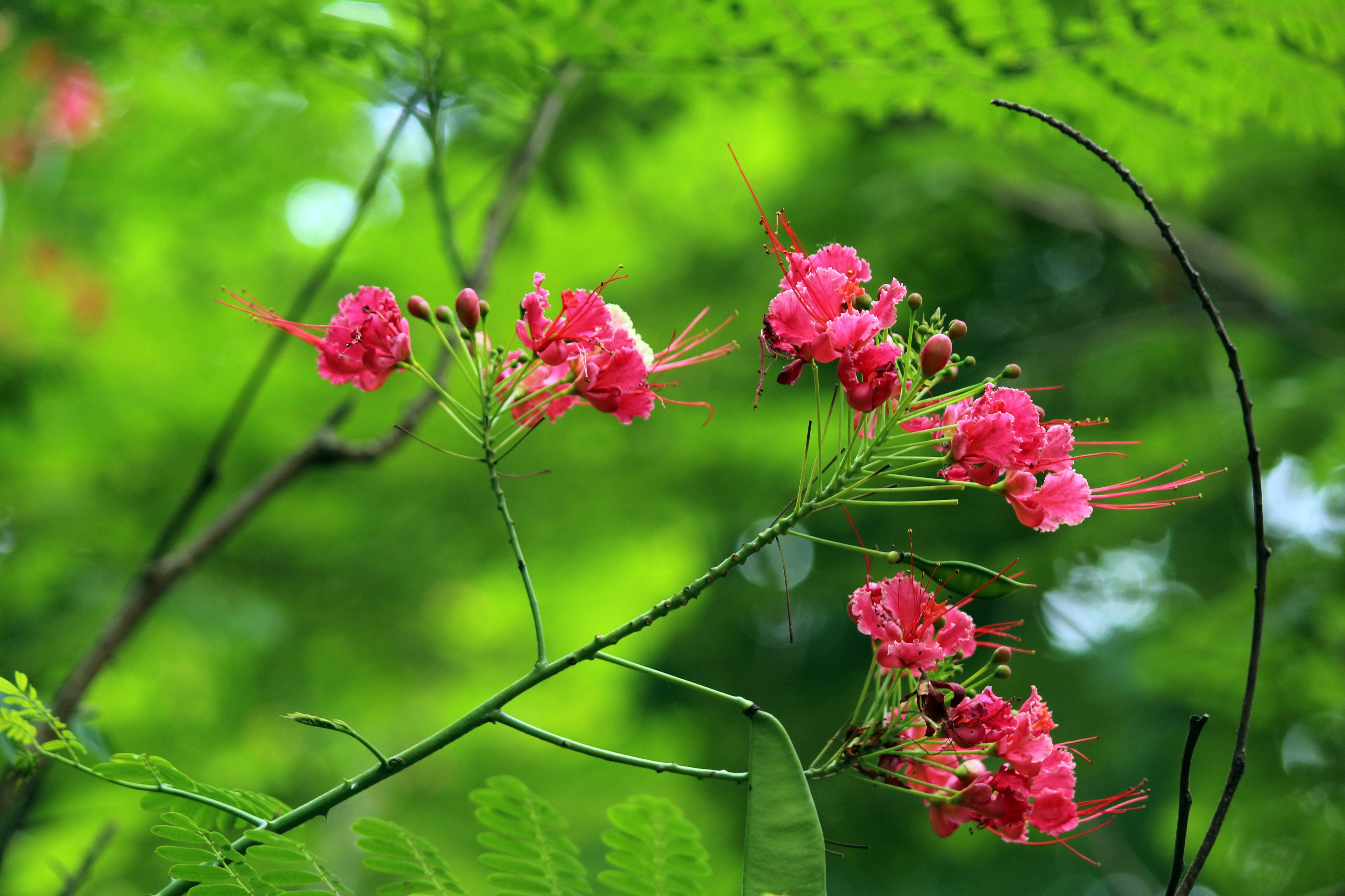 Free Unsplash photo from Nataraj Rao