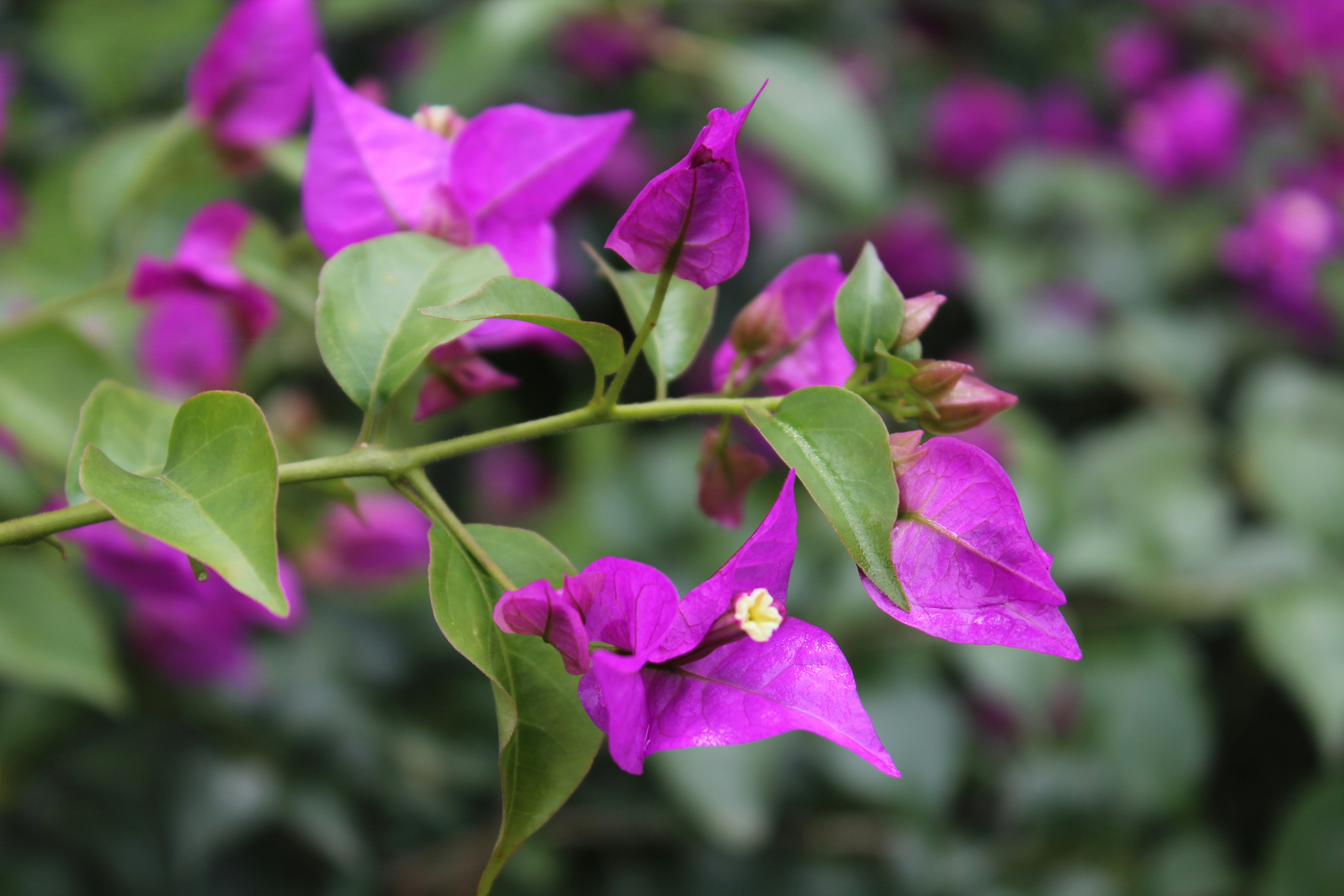 Free Unsplash photo from Nataraj Rao