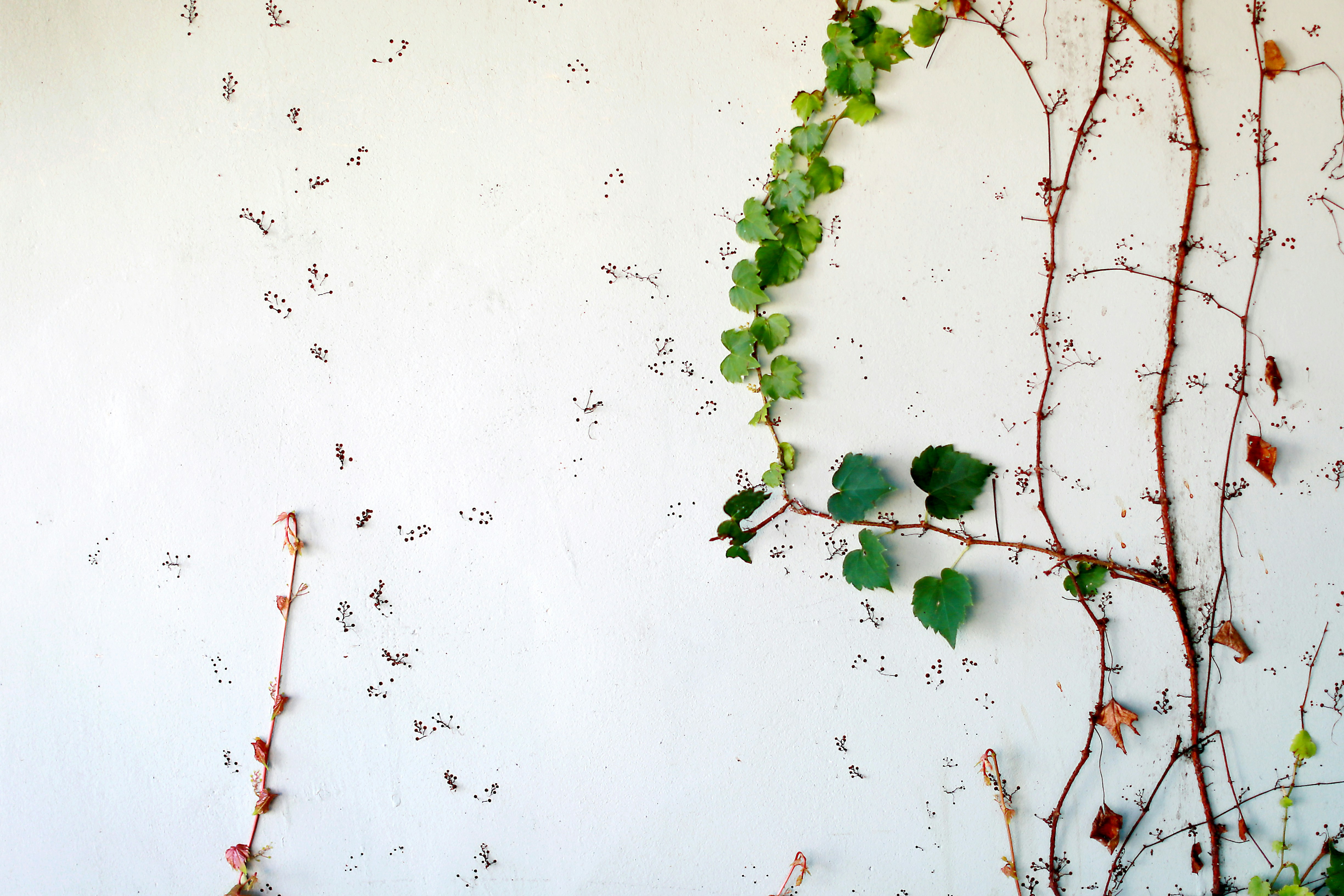 Free Unsplash photo from adamara