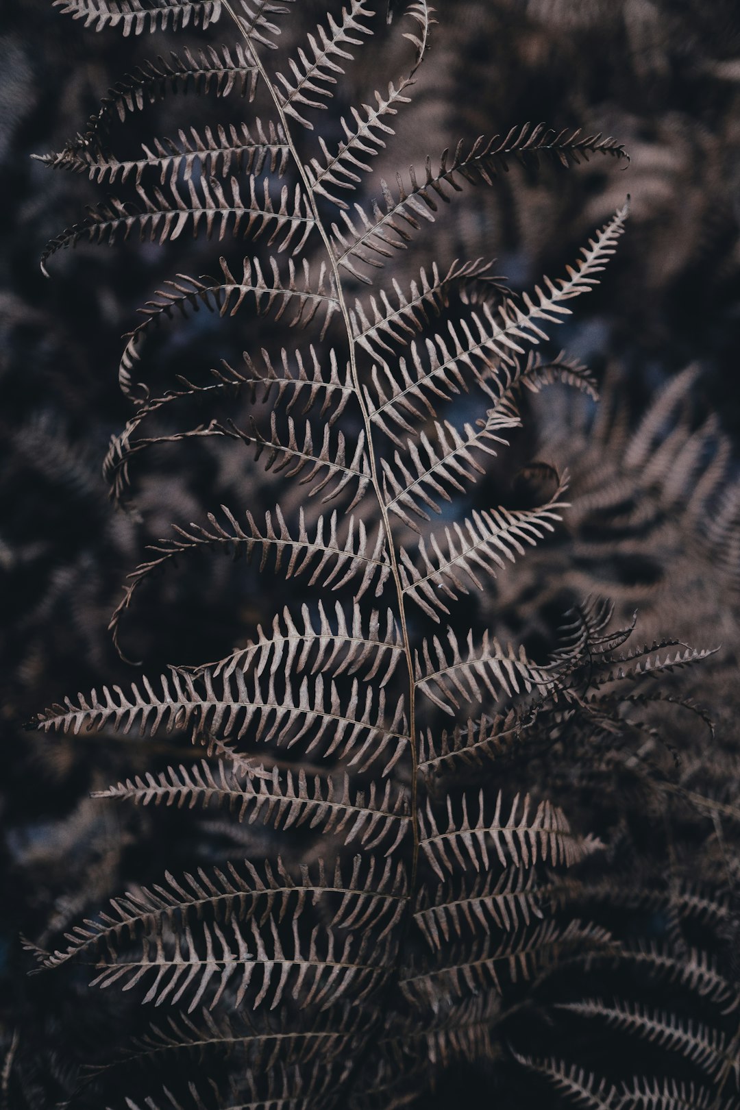 Taken on a weekend walk in the forest - I think I prefer ferns when they go past their prime, those golden tones!