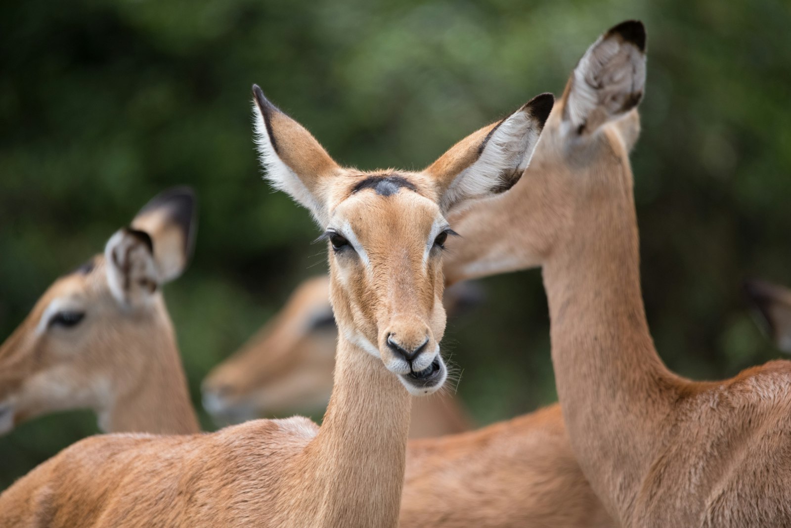 Sigma 120-400mm F4.5-5.6 DG OS HSM sample photo. Herd of deer photography