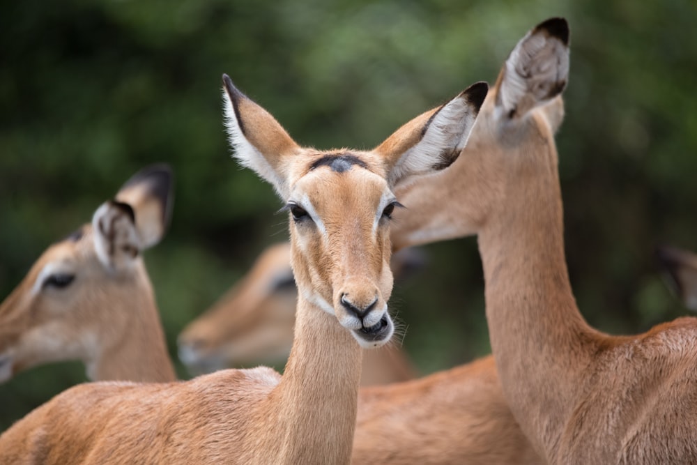 herd of deer