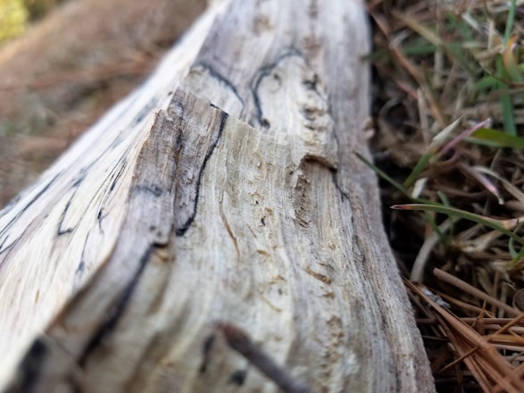 Close-up of a rugged predator call resting on weathered wood with pine needles scattered around.