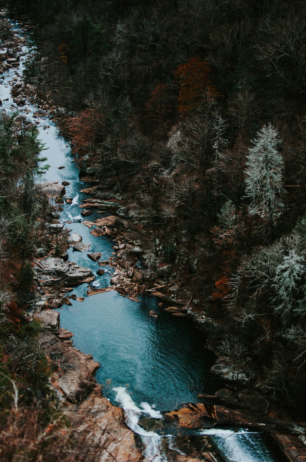 River Forest Pictures  Download Free Images on Unsplash