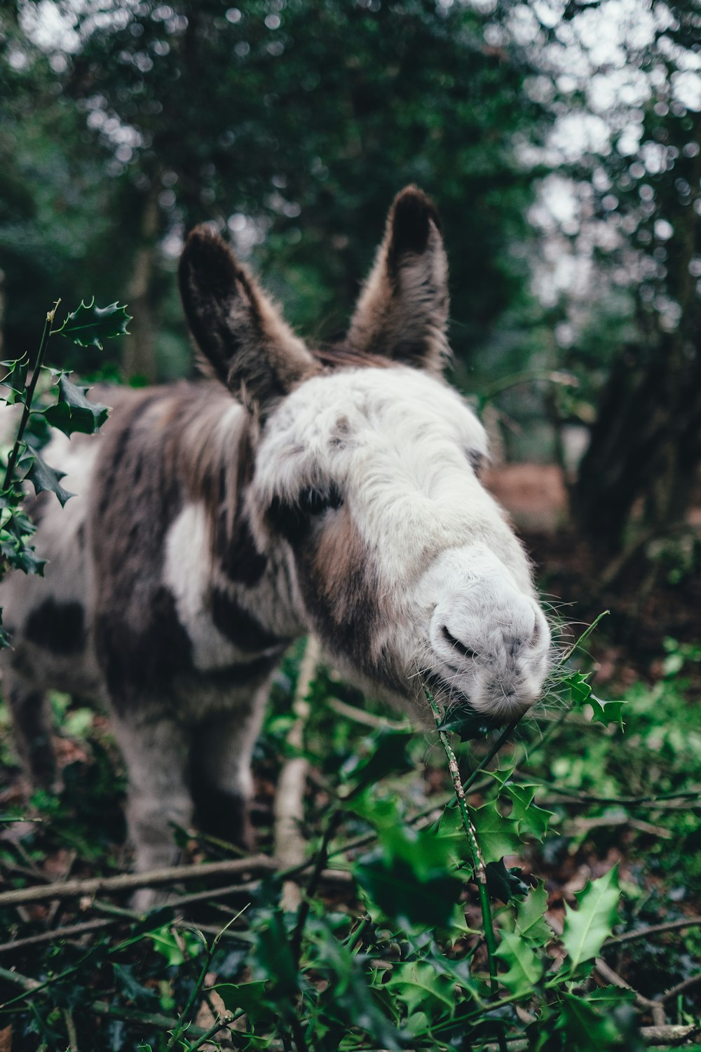 brown and white donkey eating green leaves