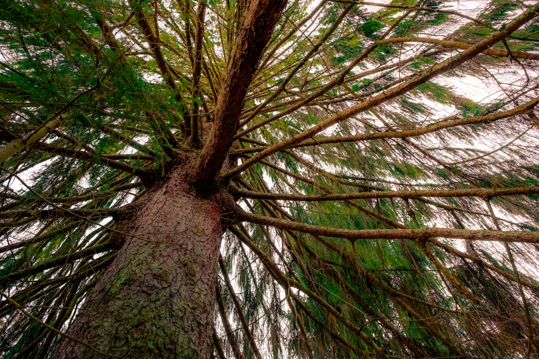 green pine tree