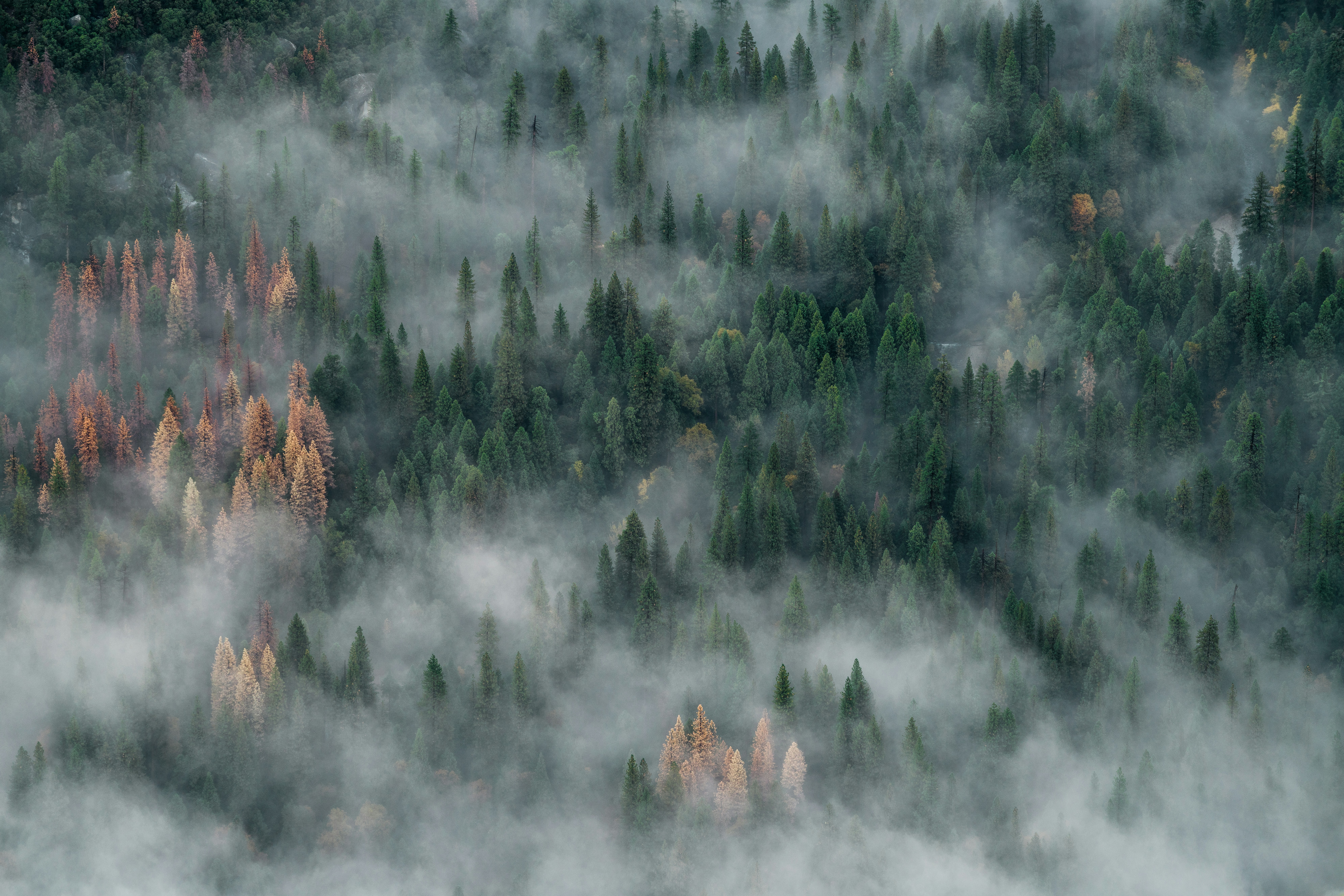 We were looking to capture a foggy sunrise view of Half-Dome in Yosemite, but the weather wasn’t cooperating with us. The fog that did show up was low-lying and moving quickly through the trees like a ghostly river meandering through the canyon, swirling around the tallest trees in small eddies. Like too many forests, the valley is infested with borers, which has killed thousands of trees. The splash of golden trees mixed with the green is actually really beautiful, but a sad reminder of how fragile the forest is.