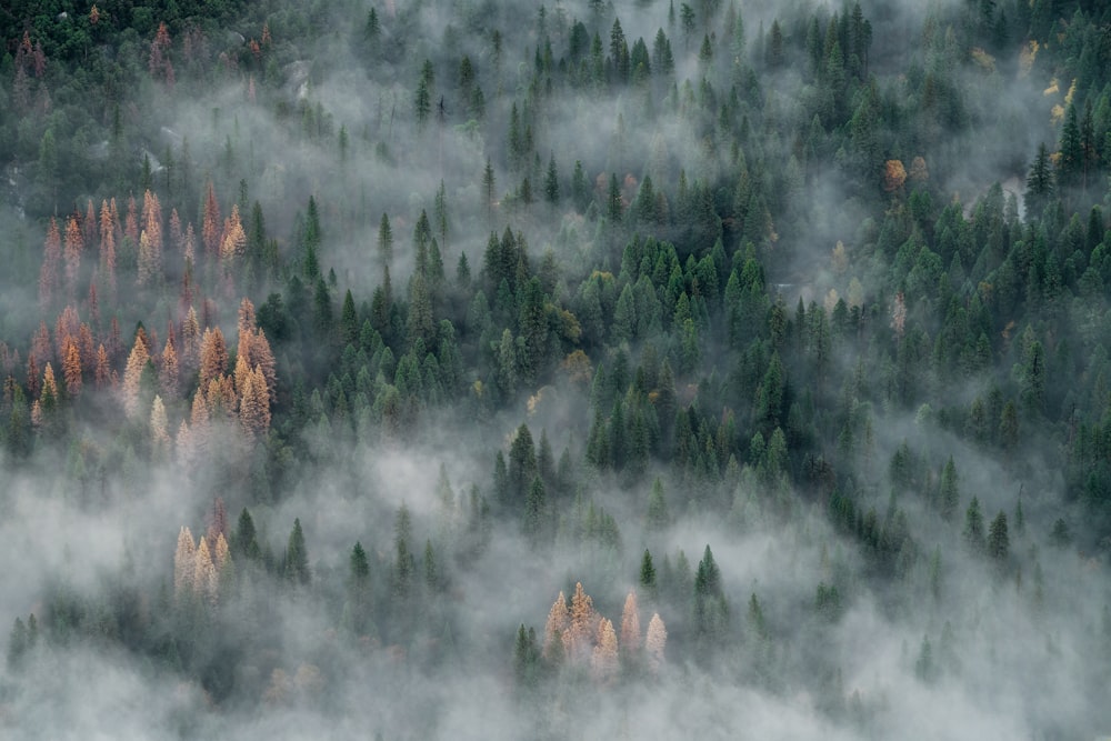 煙に覆われた背の高い木々の鳥瞰図