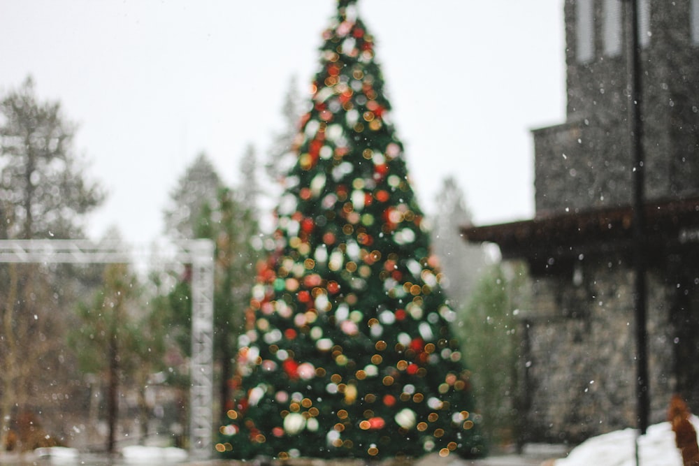 pine tree on bokeh photography