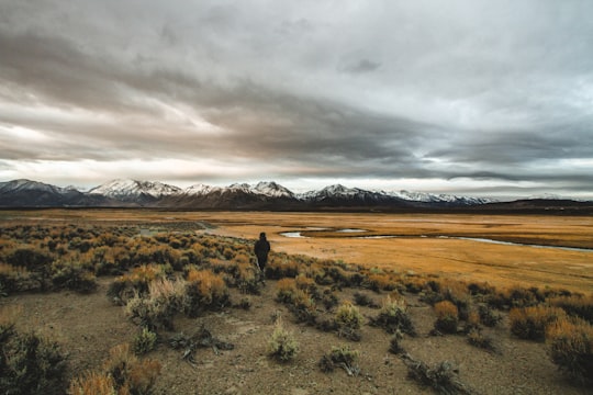 person standing near plants within mountain range during daytime in Mammoth Lakes United States