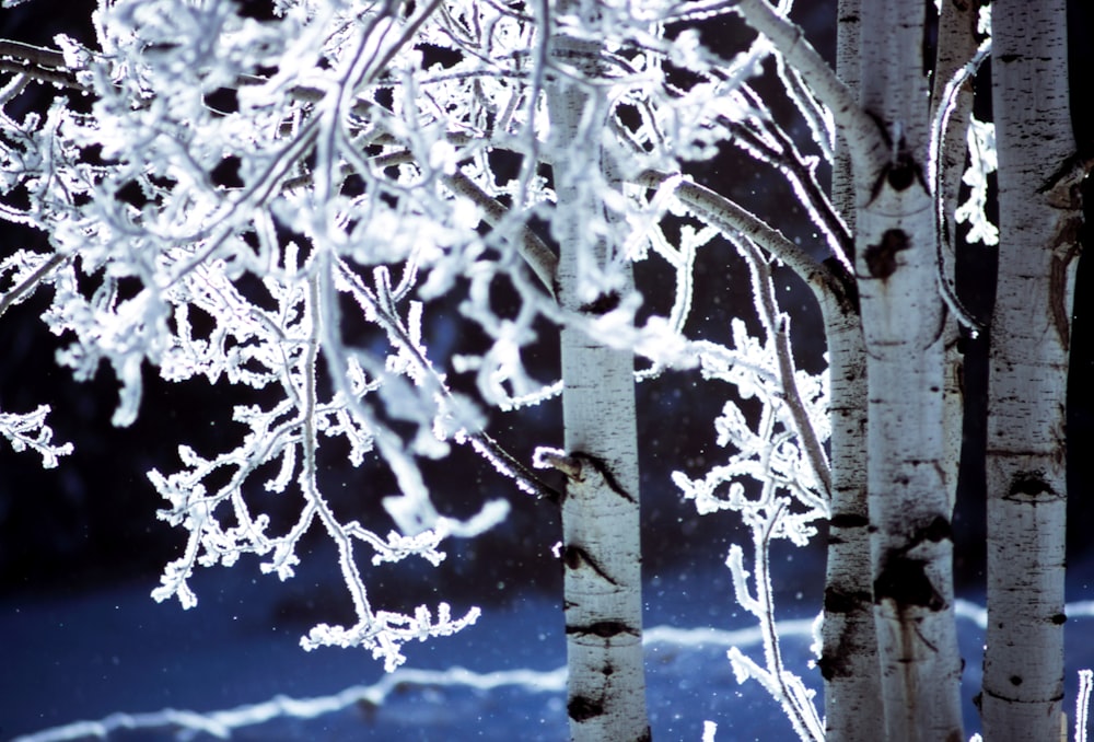 雪に覆われた白樺の木の写真