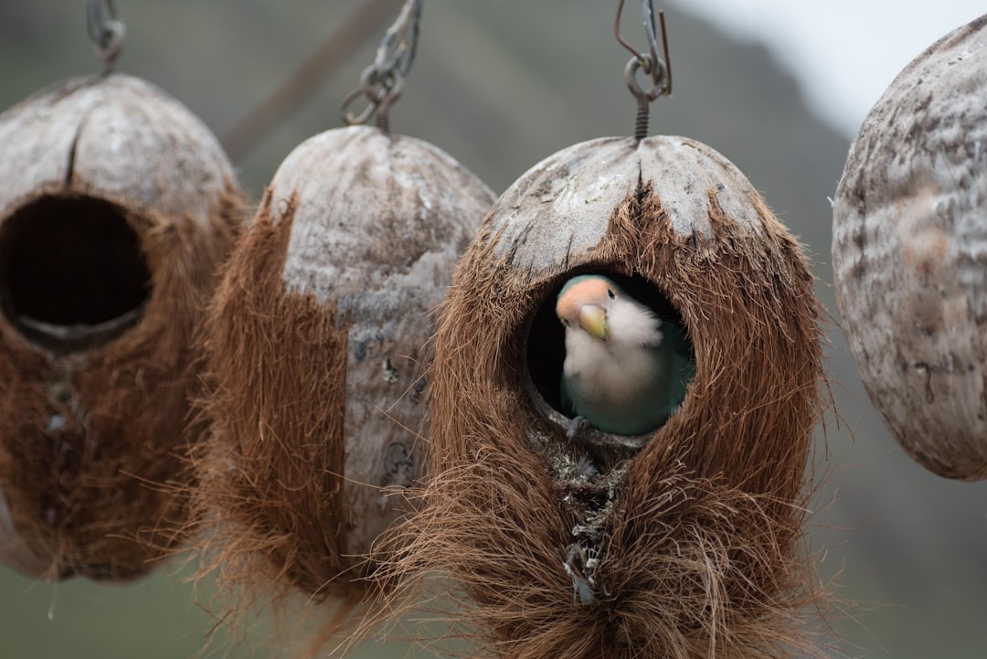 white bird on brown coconut husk