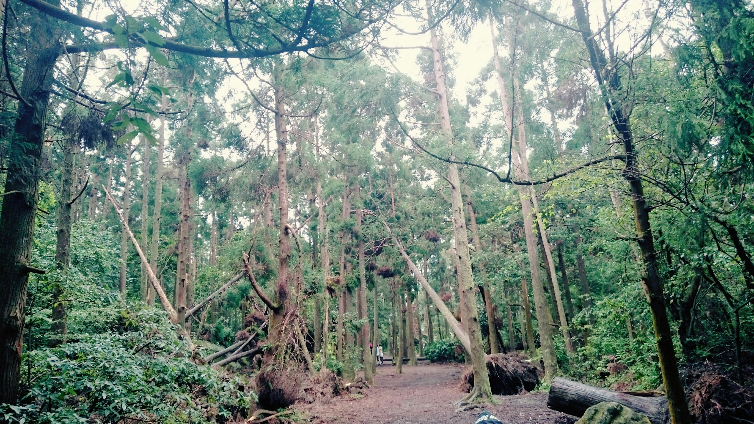 Free Unsplash photo from Peyrong Yang