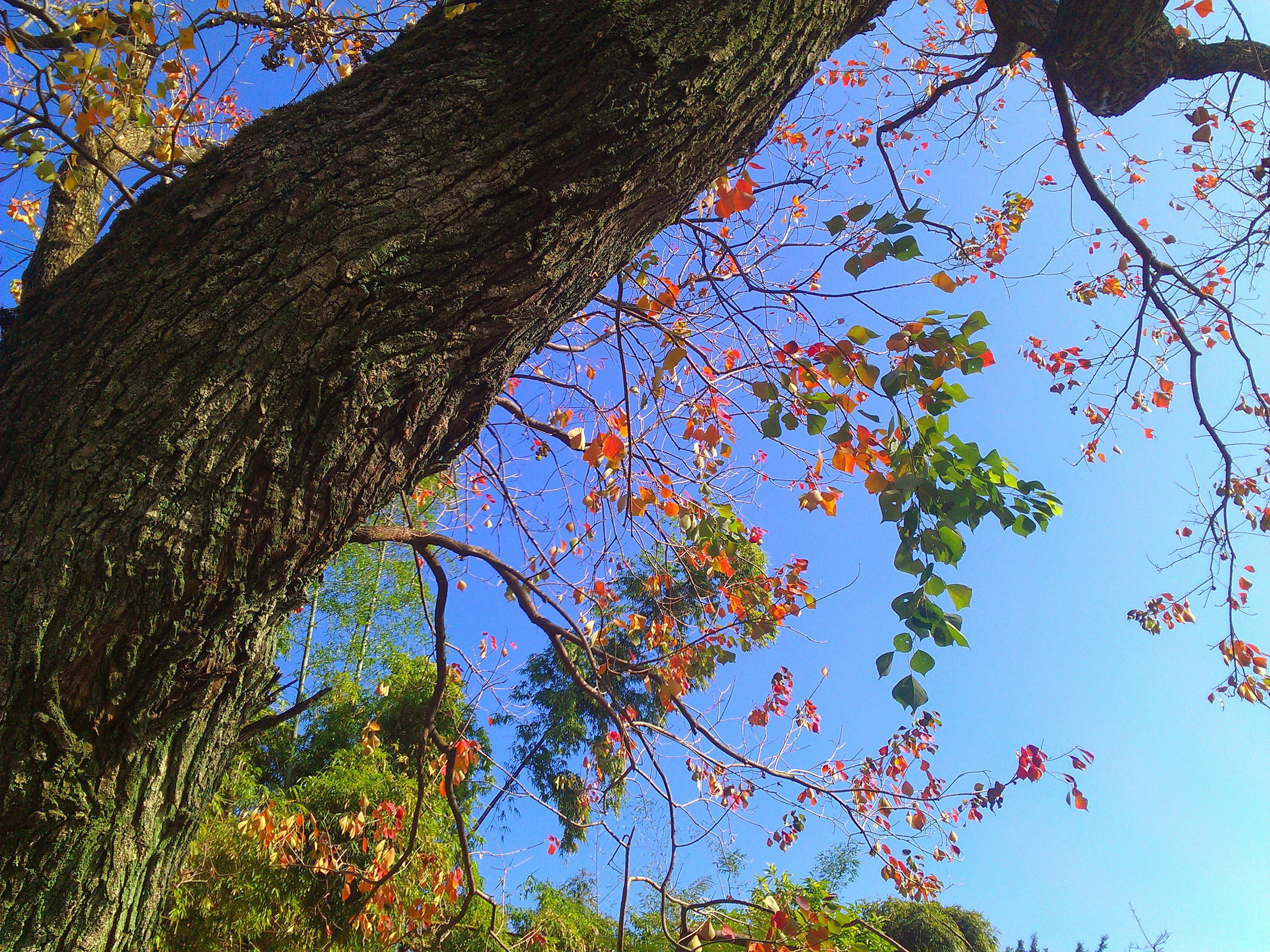 Free Unsplash photo from Peyrong Yang