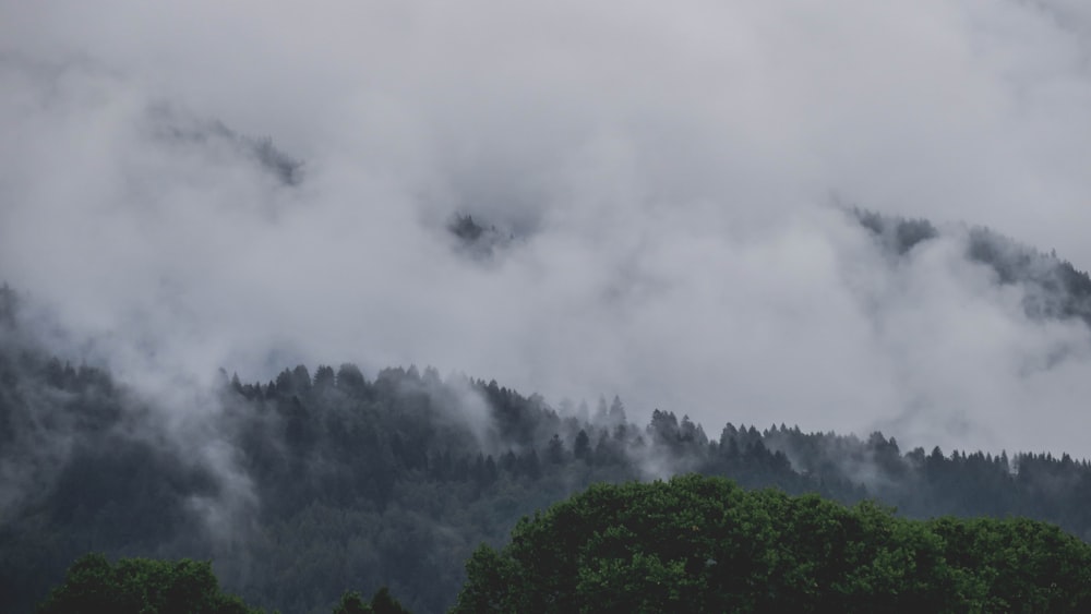 nubes que cubren los árboles