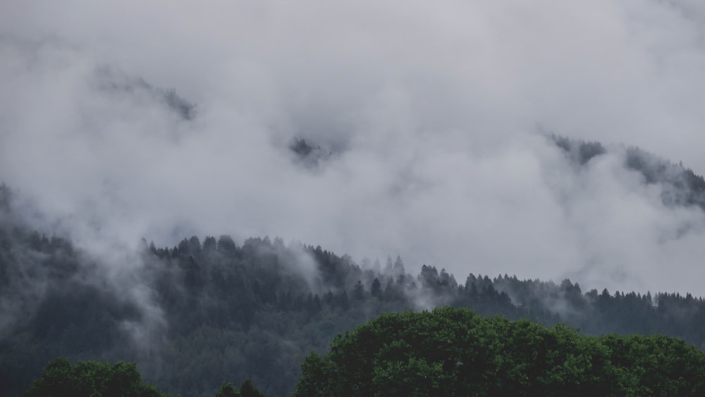 clouds covering trees