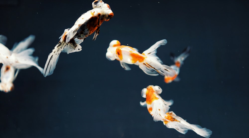 Photographie de vue de dessus de trois poissons rouges