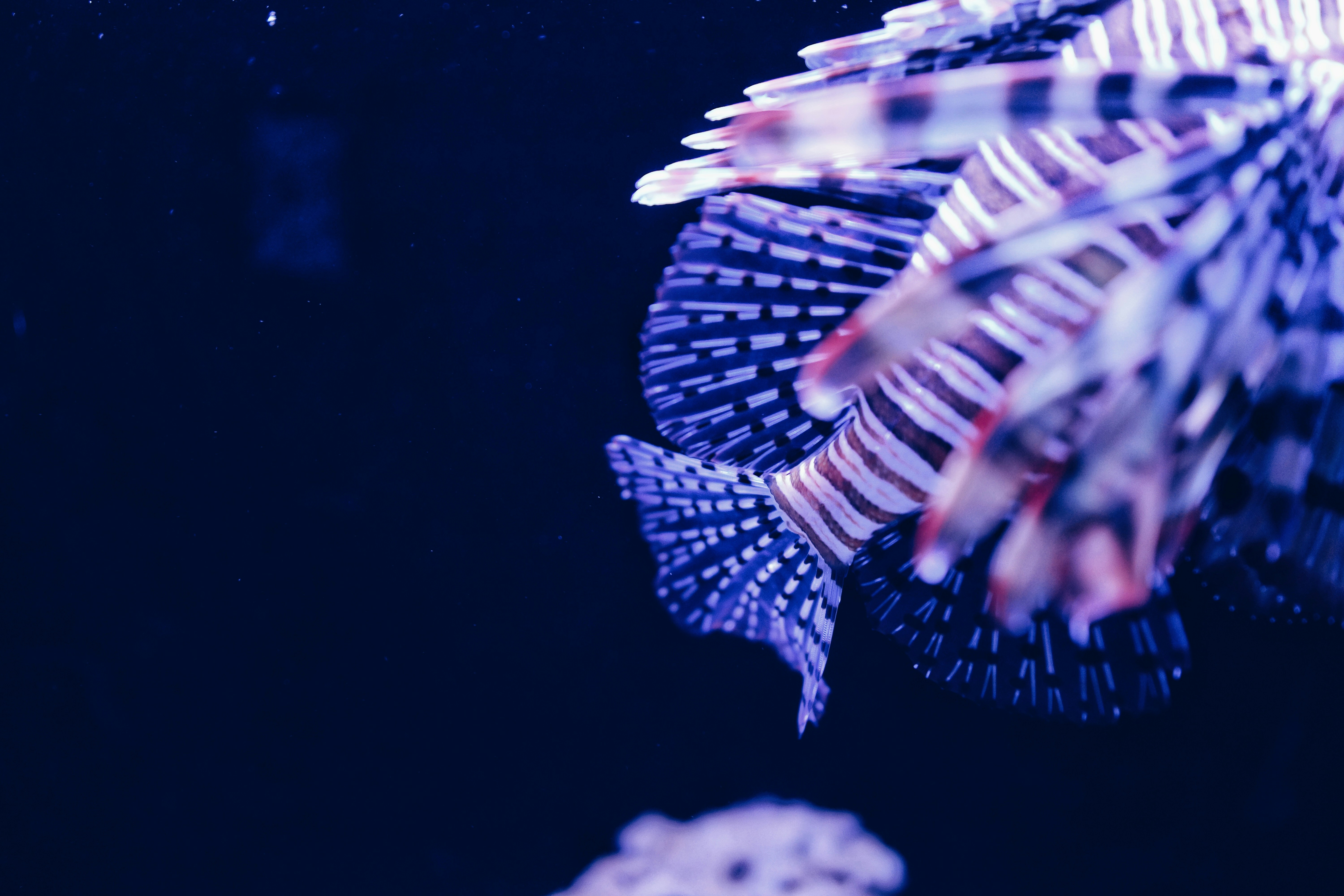 Free Unsplash photo from Bao Han