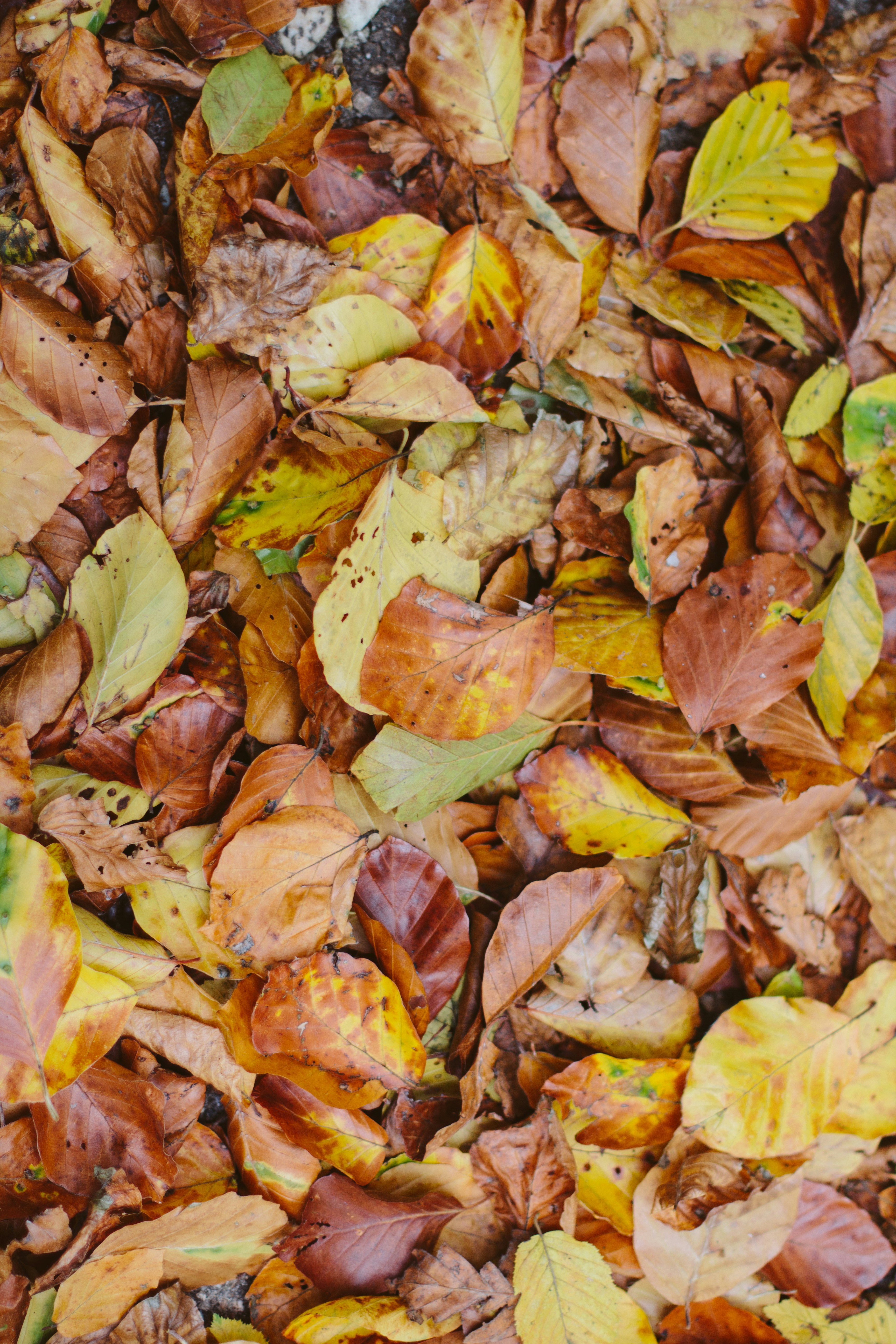 Free Unsplash photo from Katja Kemnitz