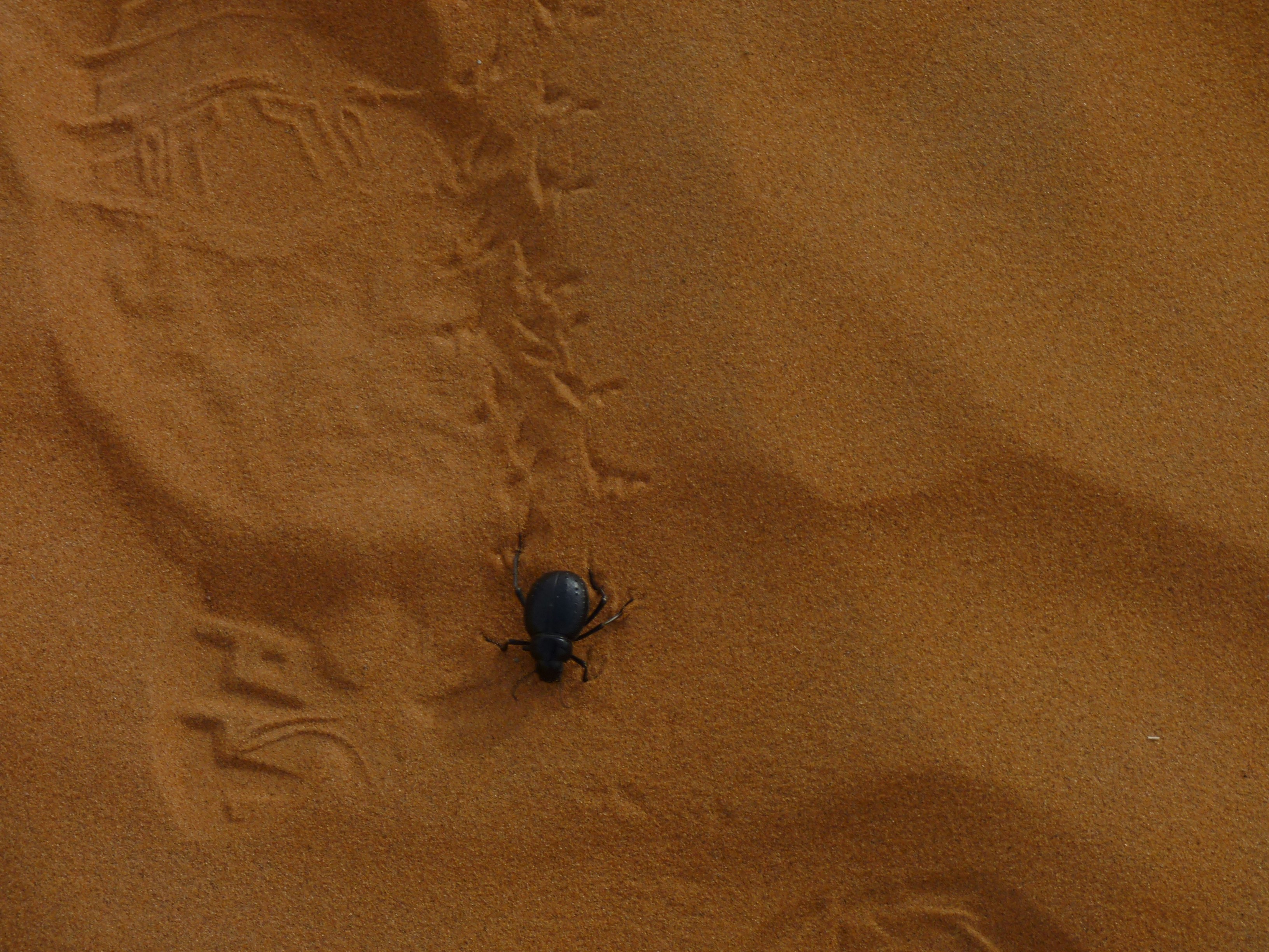 Free Unsplash photo from Solange Moreno