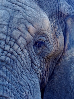 macro photography of elephant's face