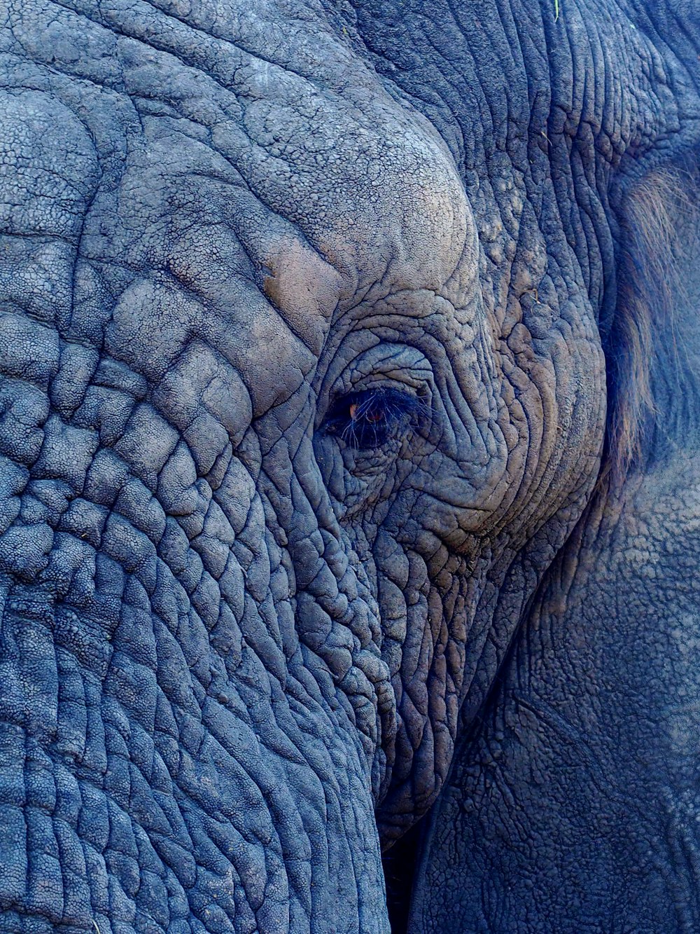 코끼리 얼굴의 접사 사진