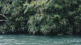 Volunteers cleaning riverbanks surrounded by lush vegetation.