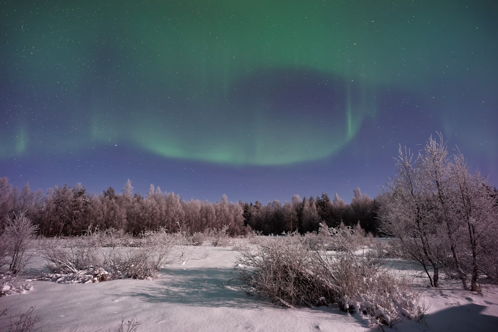 tree covered field under Aurora Borealis