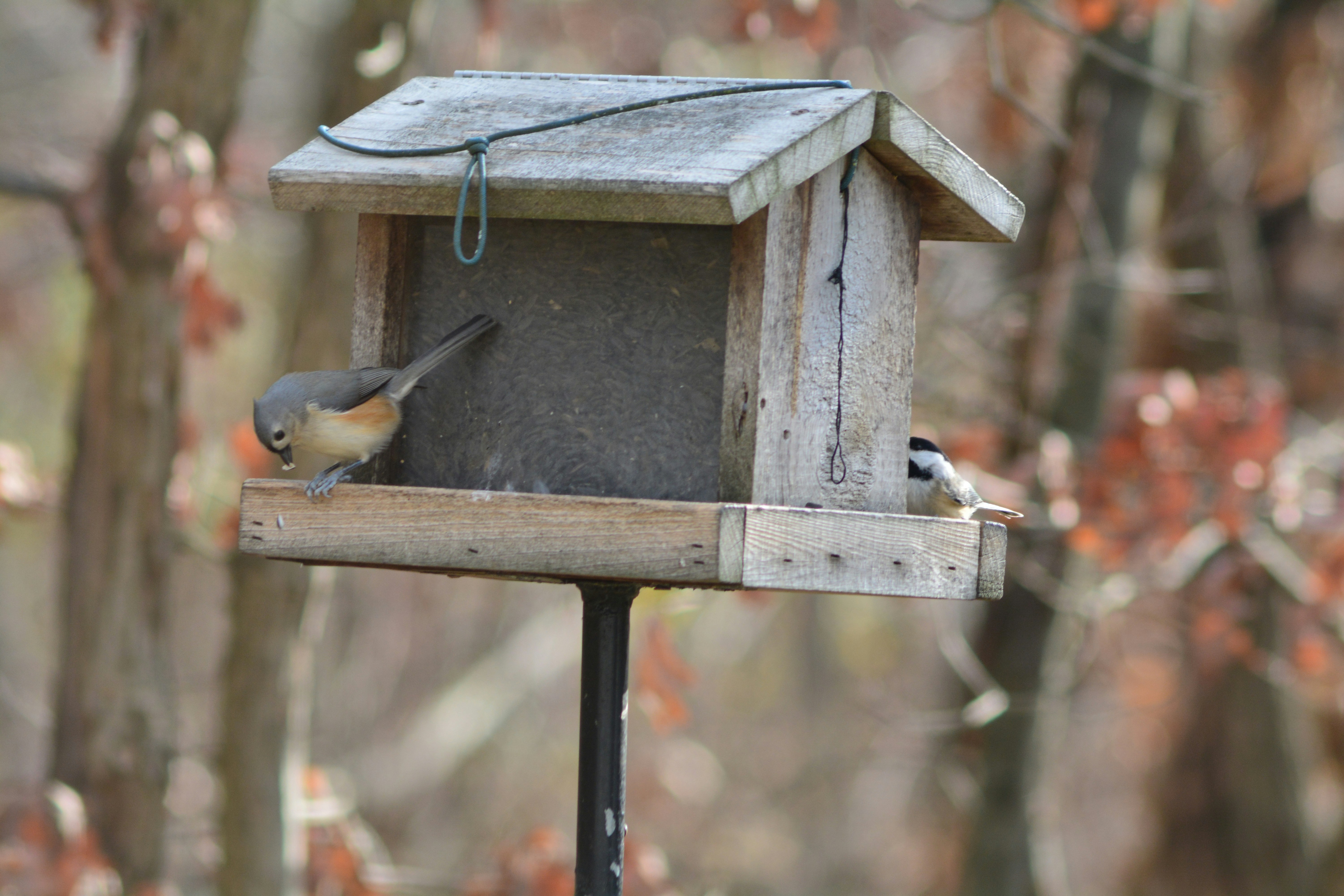 Free Unsplash photo from john bell