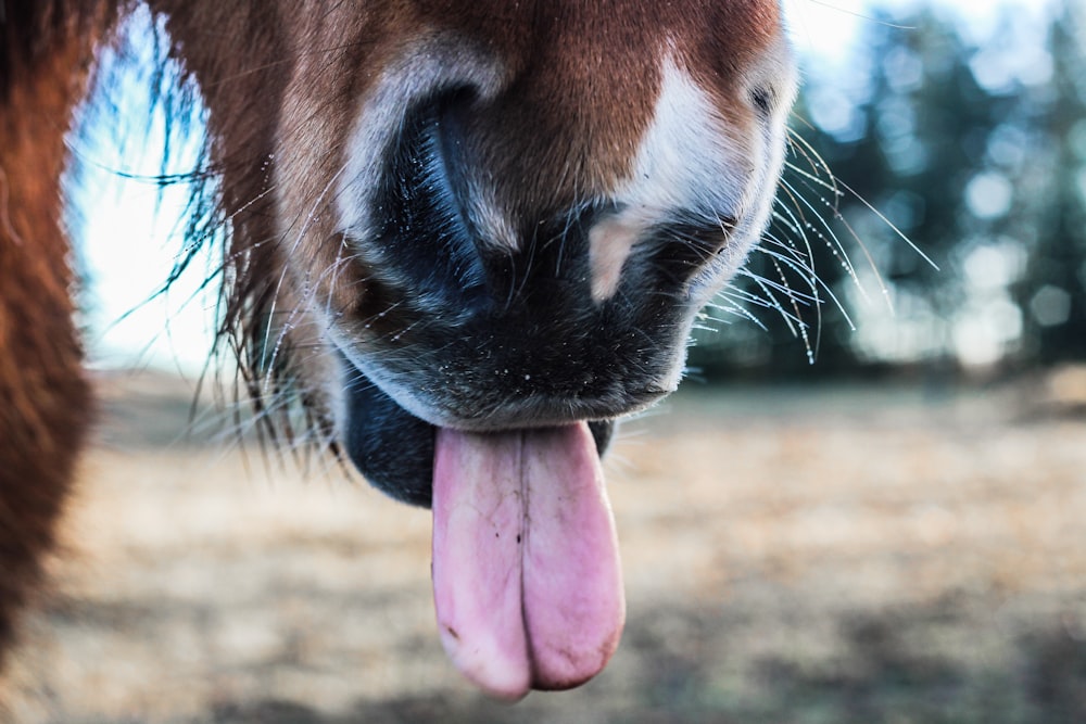 Fotografia de foco raso da língua do cavalo