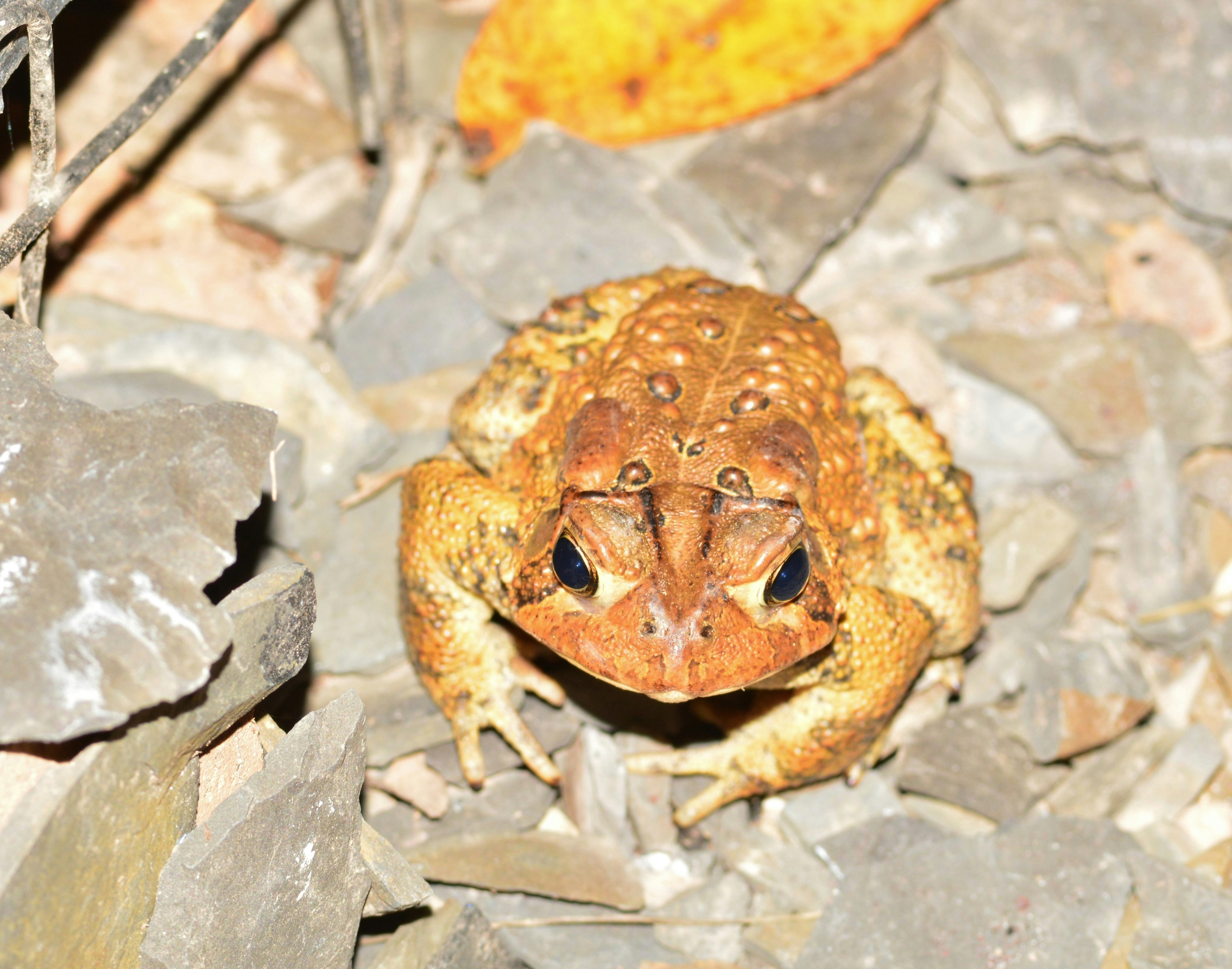 Free Unsplash photo from john bell