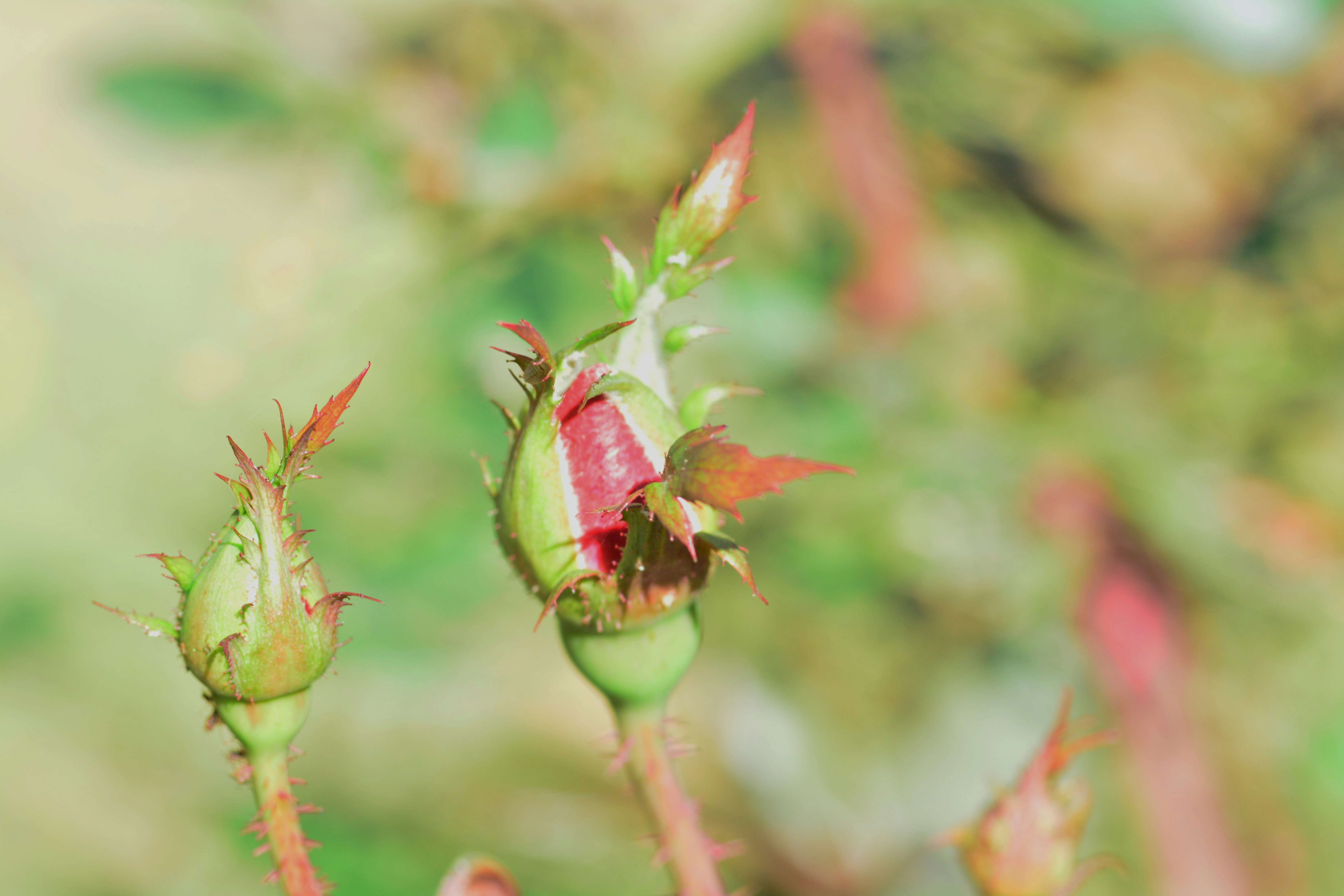 Free Unsplash photo from john bell