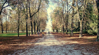 Sunlight filtering through leafy campus pathways inviting new students.