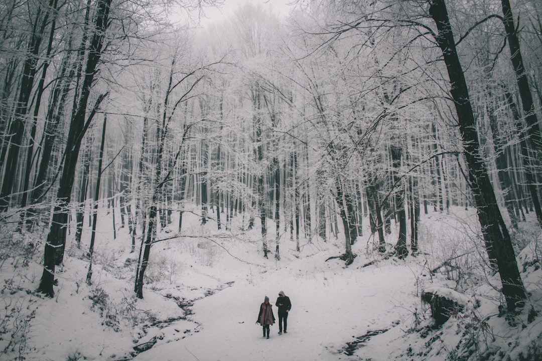 Forest photo spot PÄƒdurea NeagrÄƒ Marghita