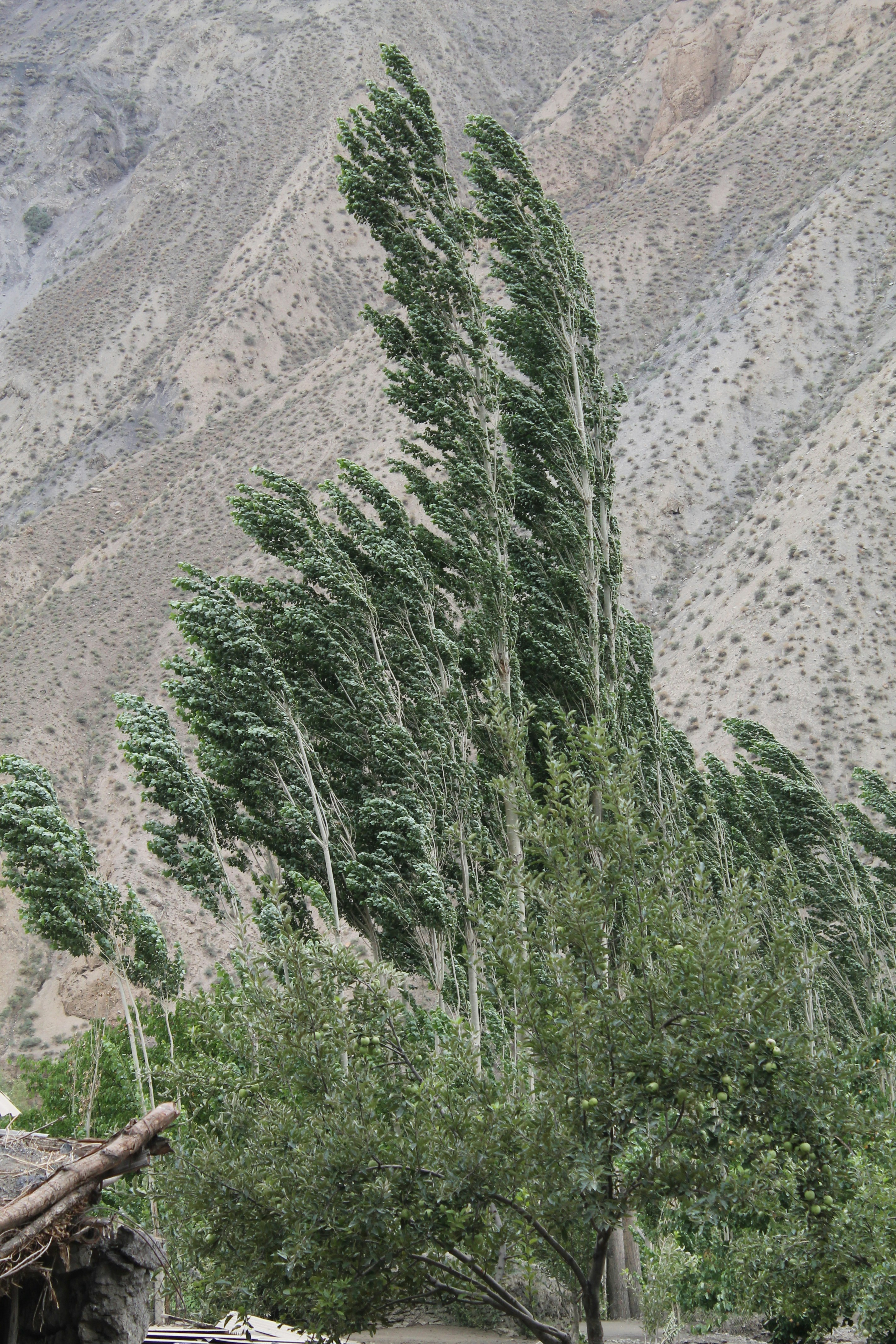 Free Unsplash photo from Ivann Schlosser