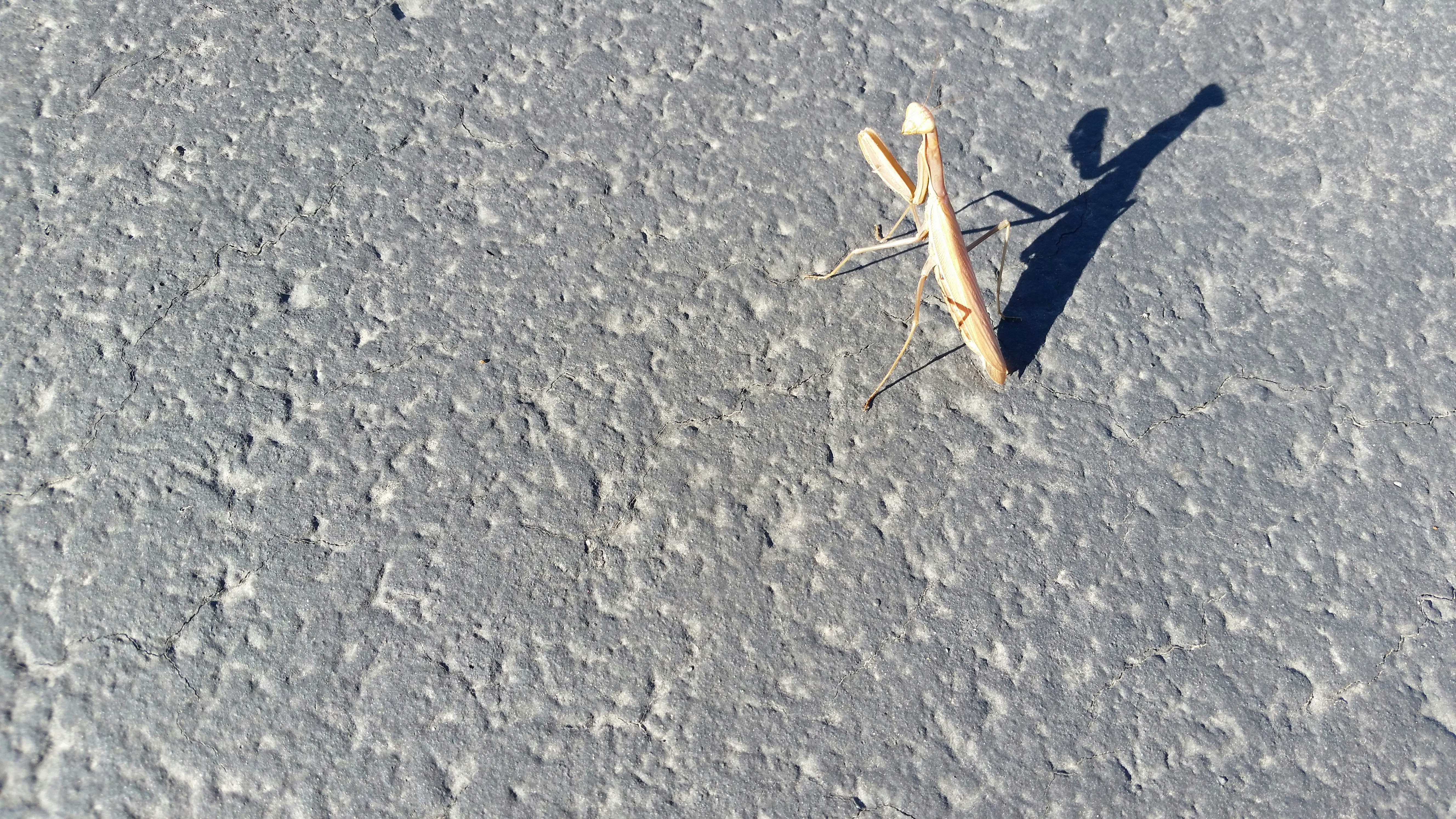 Free Unsplash photo from Curposney Gdane