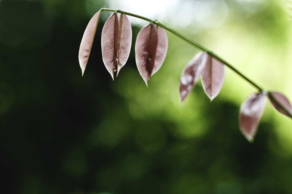 shallow focus photography of red leaved plant