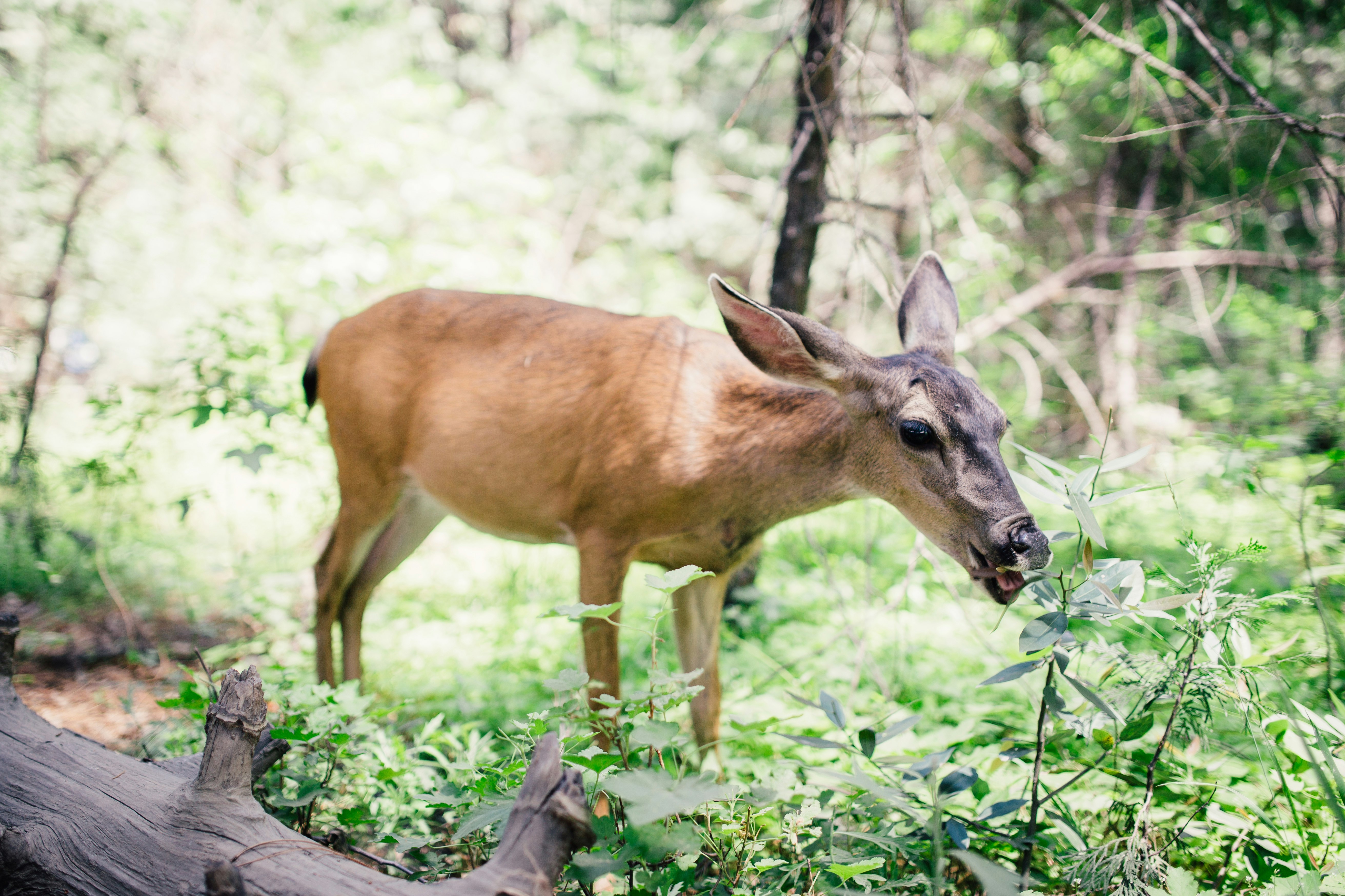 photography of brown deer on forest