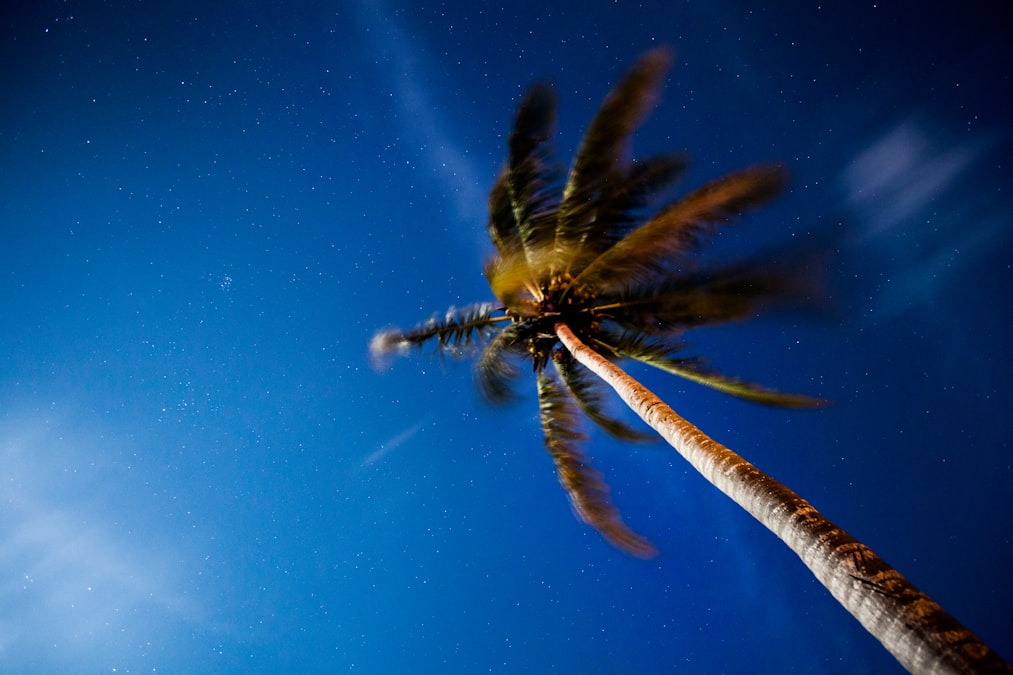 A single palm tree against a deep blue sky on a Tulum beach