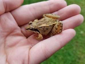 A small brown frog with textured skin rests gently in the palm of a human hand. The background contains blurred green grass, highlighting the focus on the delicate amphibian.